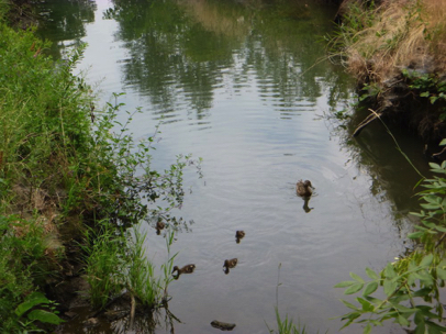 Duck with ducklings in Fanno Creek